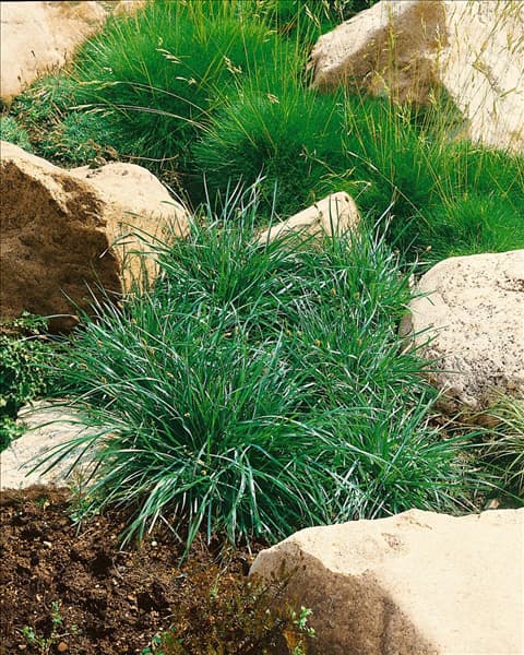 SESLERIA CAERULEA