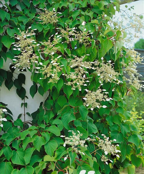 SCHIZOPHRAGMA hydrangeoides