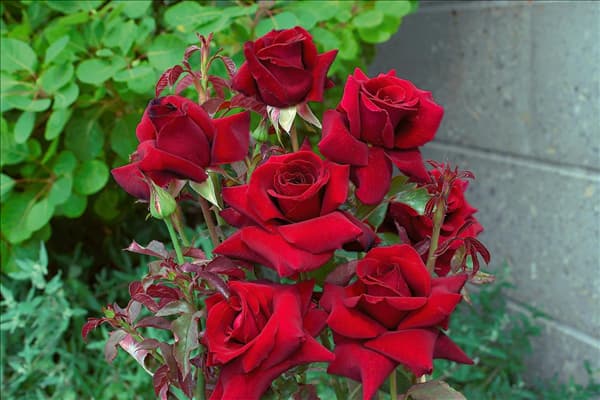 Hybrid Tea Rose Duftzauber