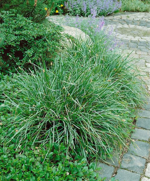 SESLERIA CAERULEA
