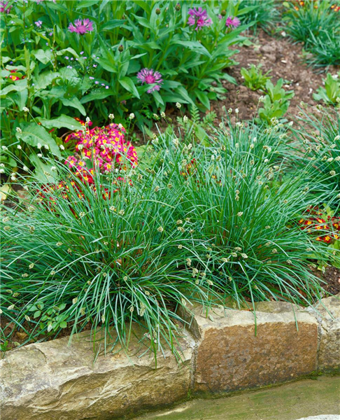SESLERIA CAERULEA
