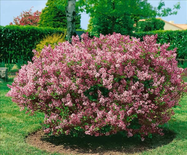 Syringa meyeri Palibin