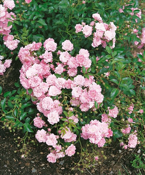 Rosa The Fairy