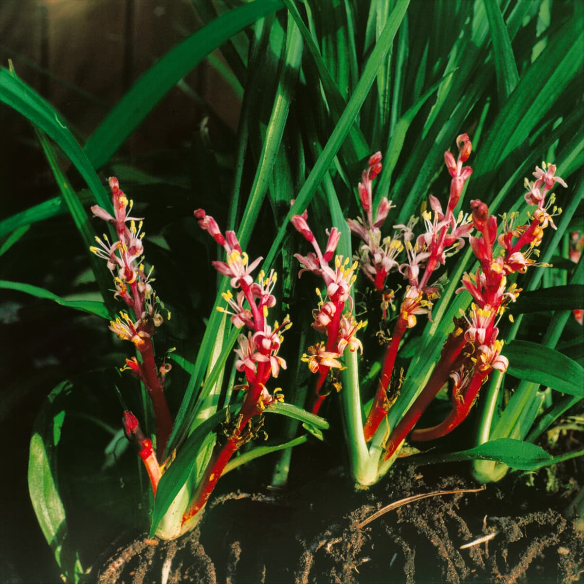 REINECKEA CARNEA