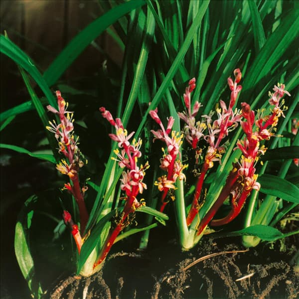 REINECKEA CARNEA