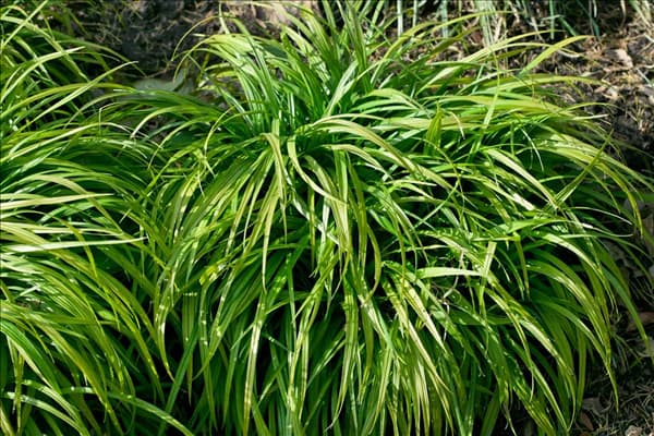 Reineckea carnea