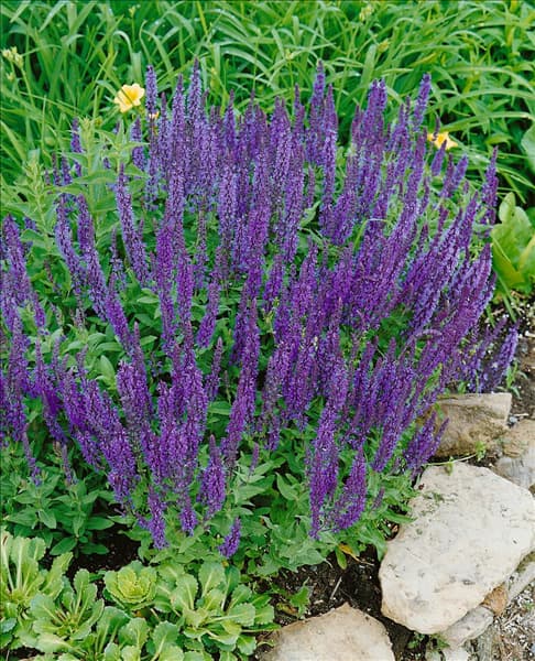 Salvia nemorosa Ostfriesland