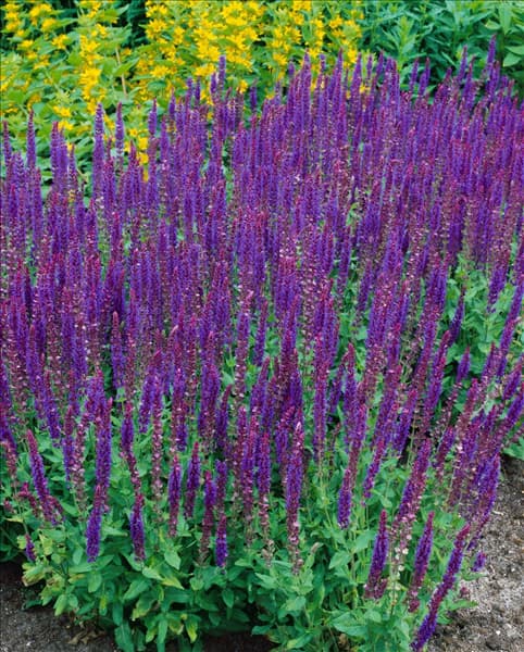 Salvia nemorosa Ostfriesland