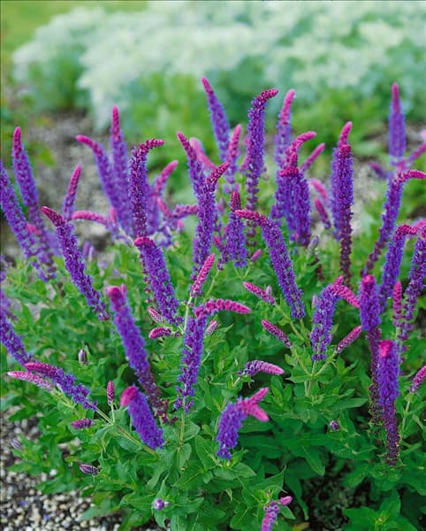 Salvia nemorosa Ostfriesland