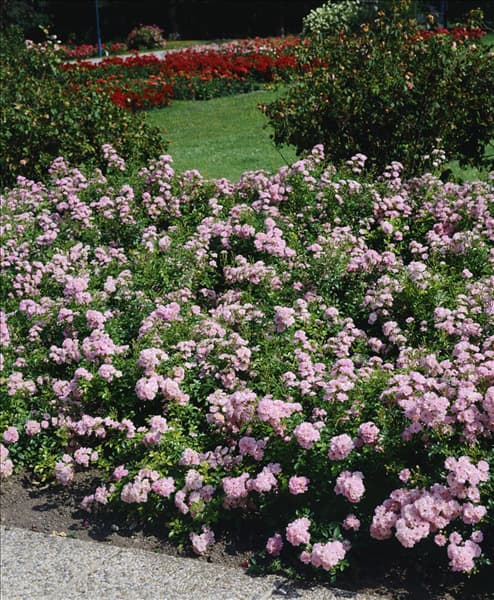 Floribunda Rose The Fairy