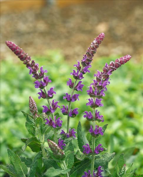 Salvia nemorosa Ostfriesland