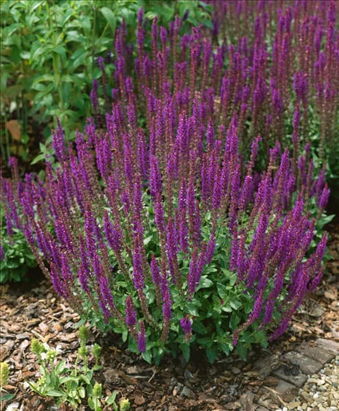 Salvia nemorosa Ostfriesland