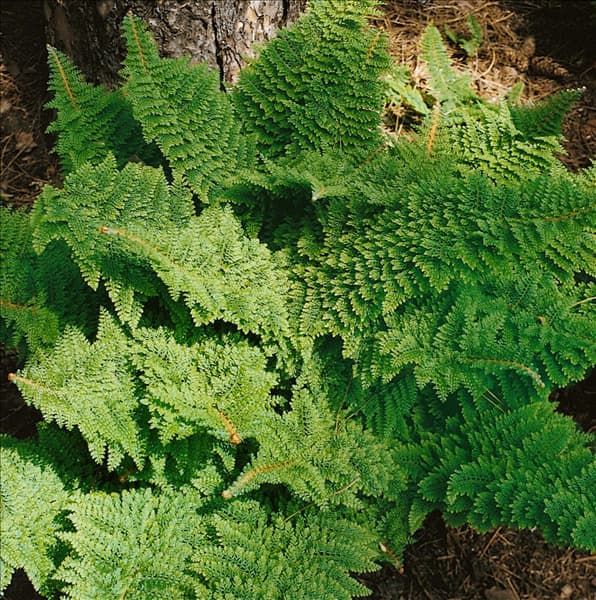 POLYSTICHUM SETIFERUM PLUMOSUM DENSUM