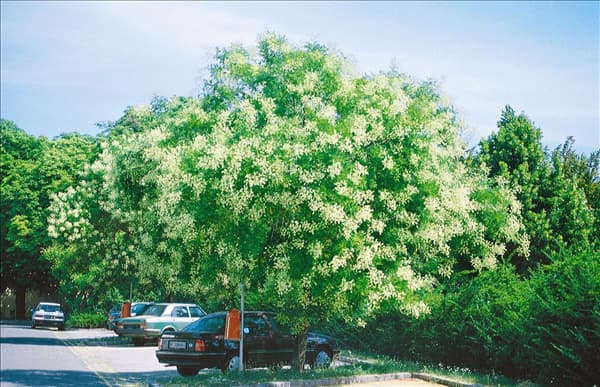 Sophora japonica