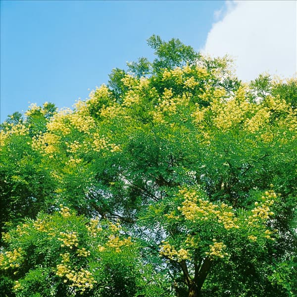 SOPHORA JAPONICA