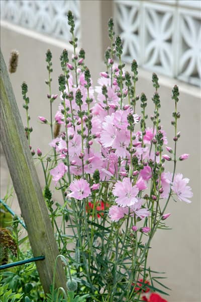 Sidalcea malviflora