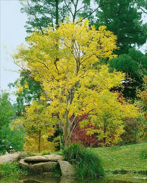 SOPHORA JAPONICA