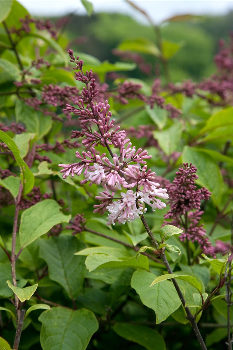 Syringa Josée