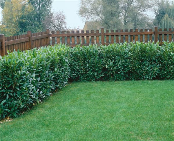 Prunus laurocerasus Herbergii