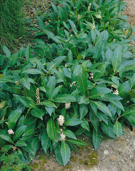PRUNUS LAUROCERASUS HERBERGII