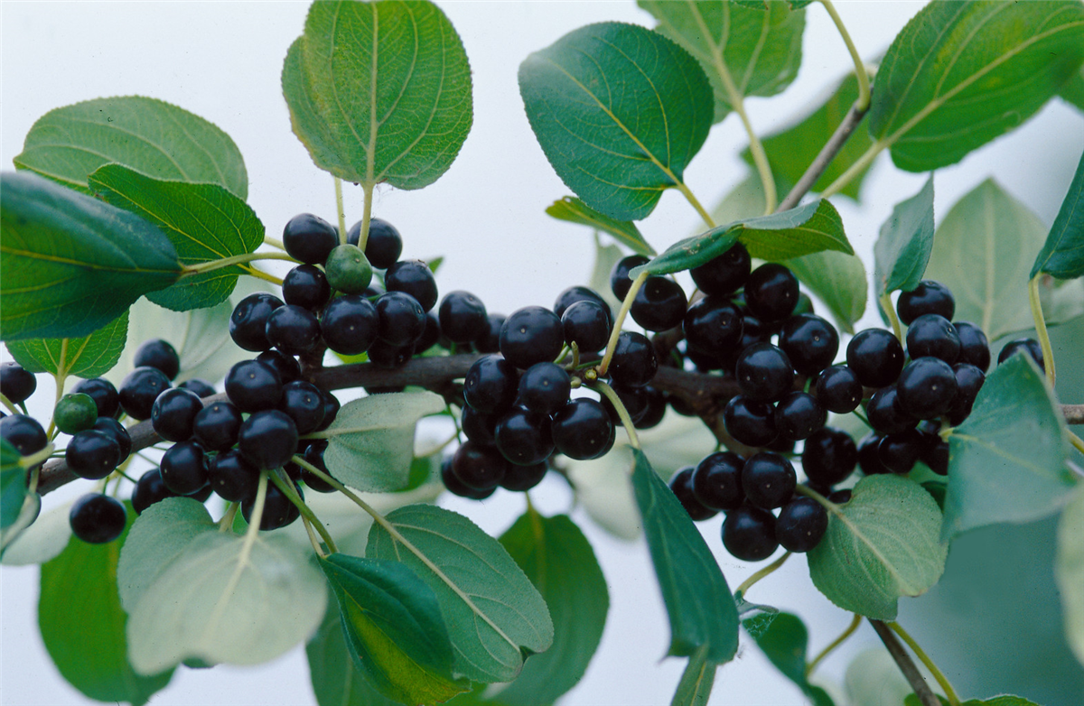 Rhamnus cathartica