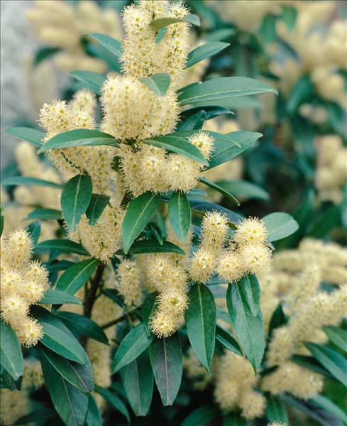 PRUNUS LAUROCERASUS HERBERGII