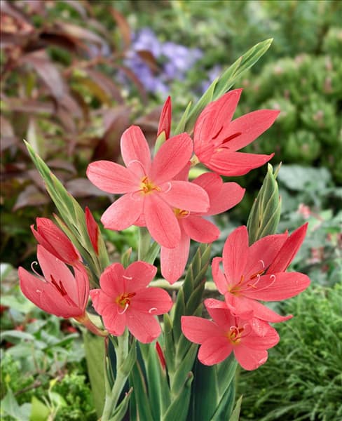 Schizostylis coccinea Salmon Charm