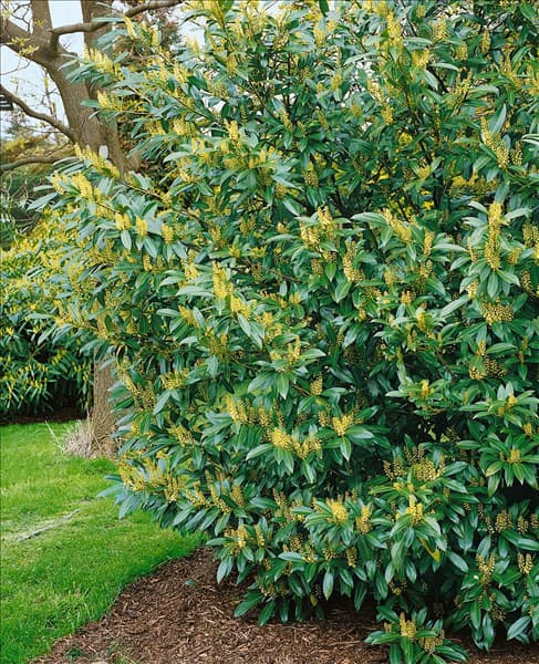 PRUNUS LAUROCERASUS HERBERGII