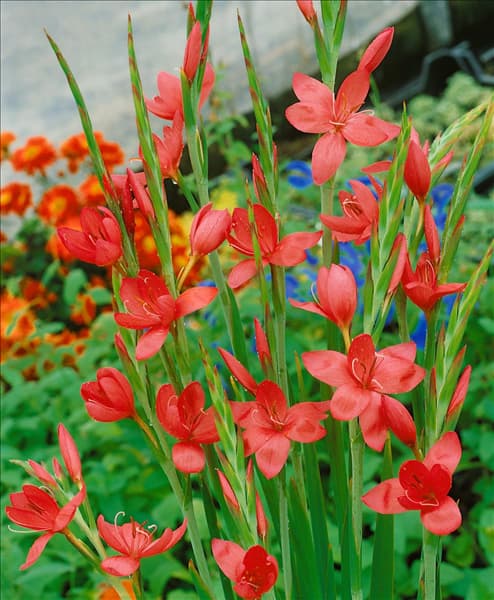SCHIZOSTYLIS COCCINEA MAJOR