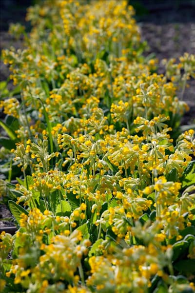 Primula veris