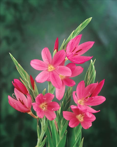 Schizostylis coccinea Professor Bernhardt