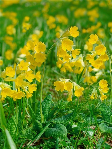 Primula veris subsp. veris