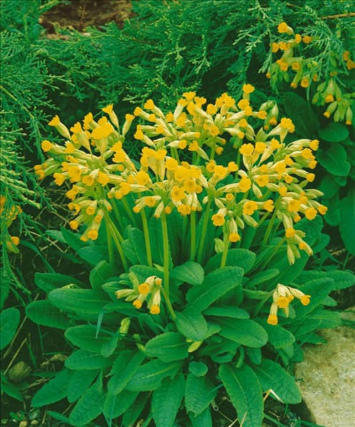 PRIMULA VERIS