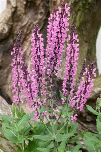 Salvia nemorosa Rose Queen