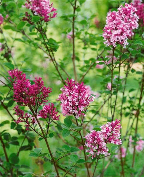 Syringa x Tinkerbelle
