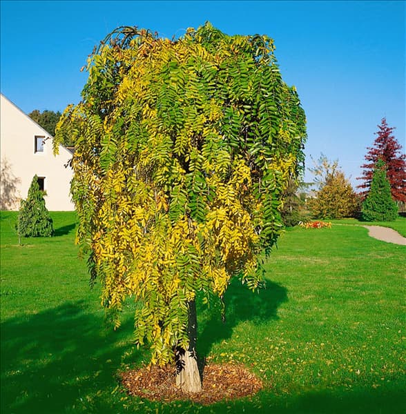 SOPHORA JAPONICA PENDULA