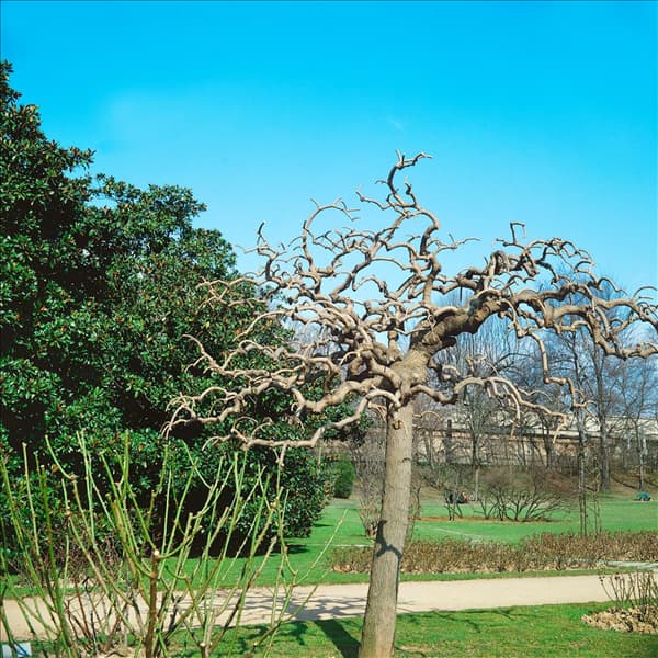 SOPHORA JAPONICA PENDULA