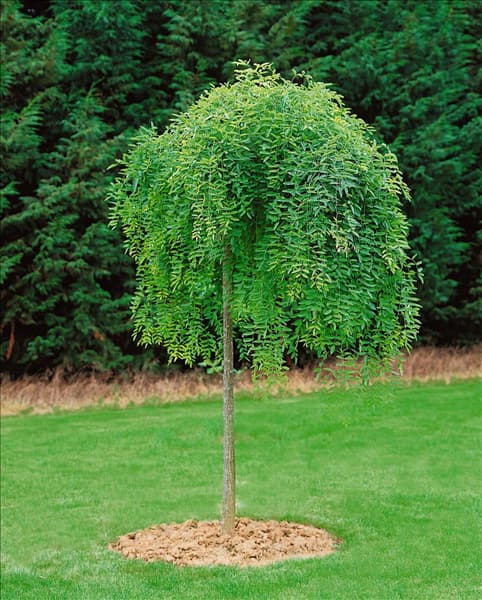 Sophora japonica Pendula
