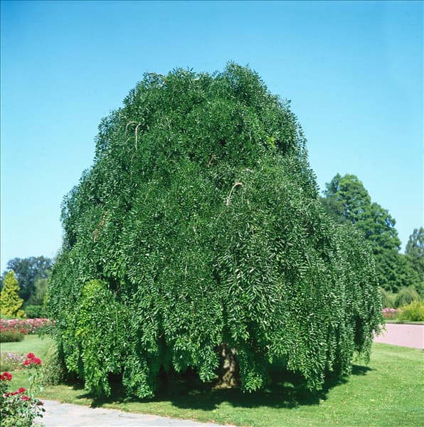 SOPHORA JAPONICA PENDULA
