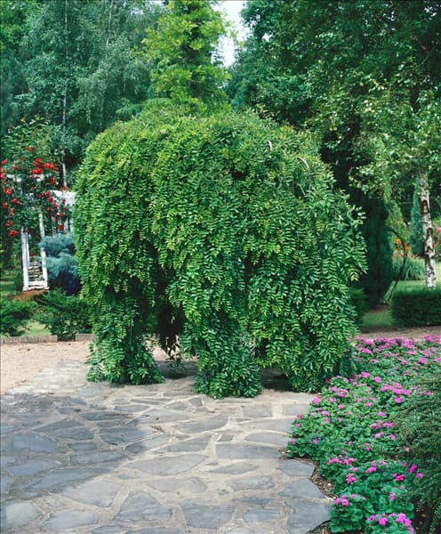 SOPHORA JAPONICA PENDULA