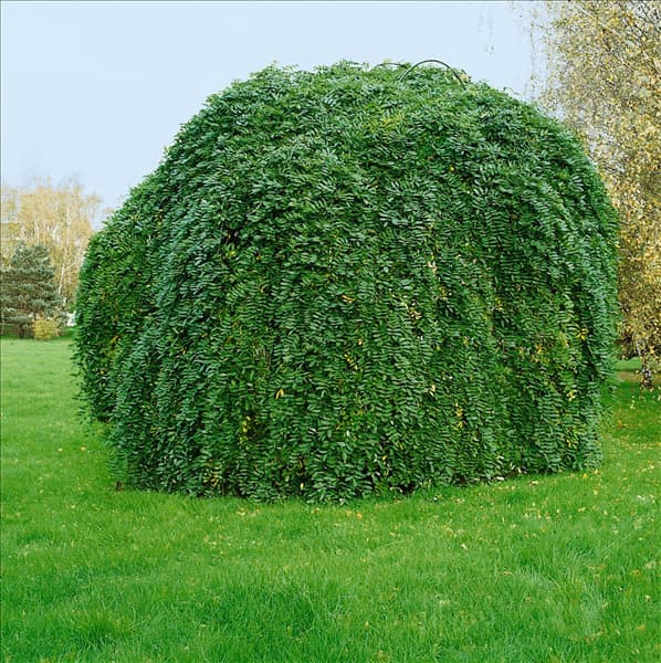Sophora japonica Pendula
