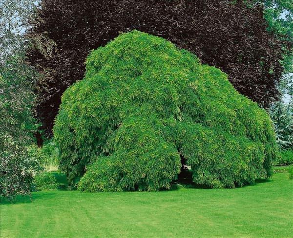 Sophora japonica Pendula