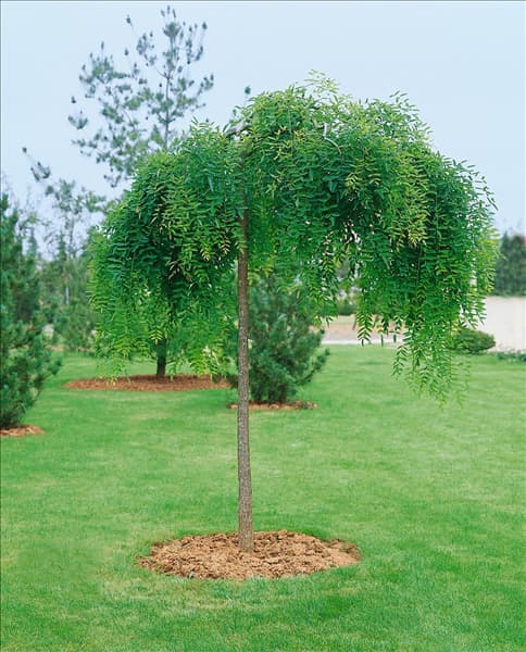 Sophora japonica Pendula