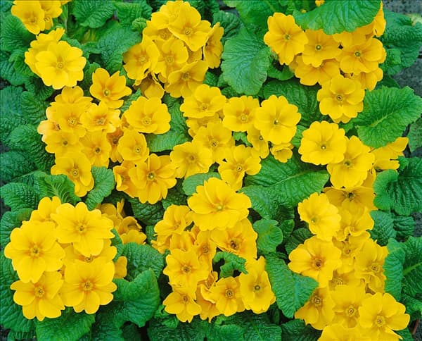 Primula vulgaris Biedermeier Yellow