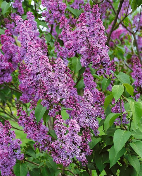 Syringa vulgaris Pom