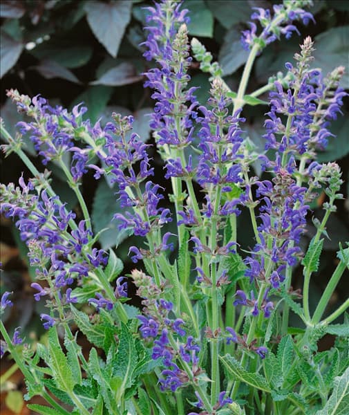 Salvia nemorosa Rügen