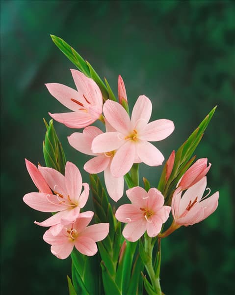 SCHIZOSTYLIS