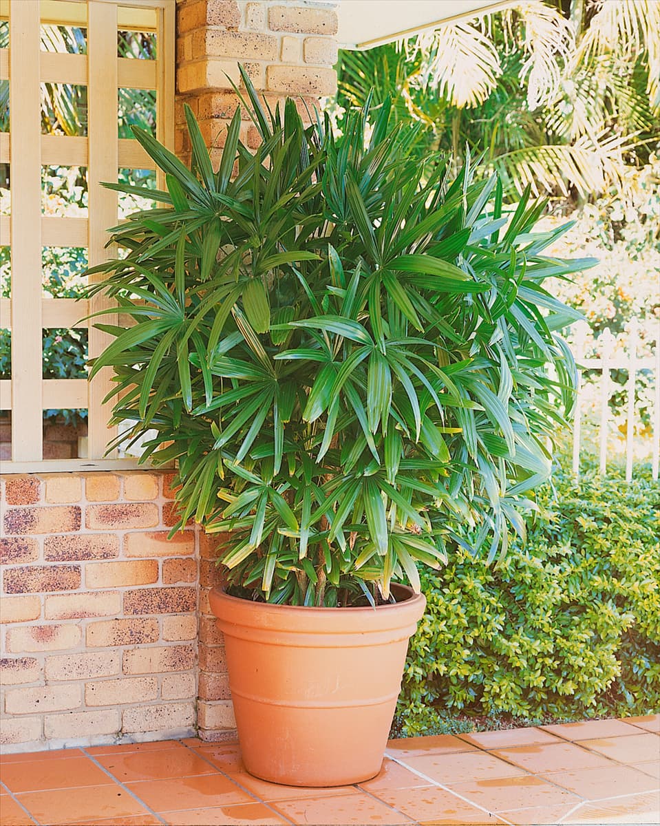RHAPIS EXCELSA