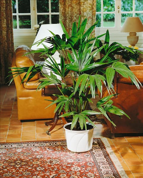 Rhapis excelsa