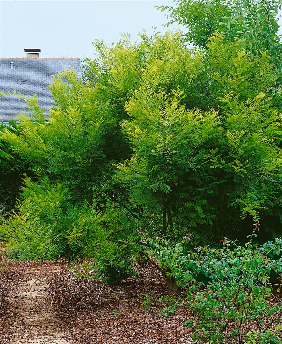 Sophora japonica Regent